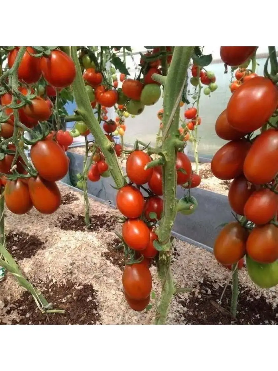 Томат Де Барао Царский: лучший из серии, проверено на моём участке