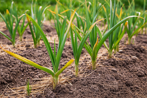 Чем подкормить чеснок весной, чтобы головка выросла с ладошку