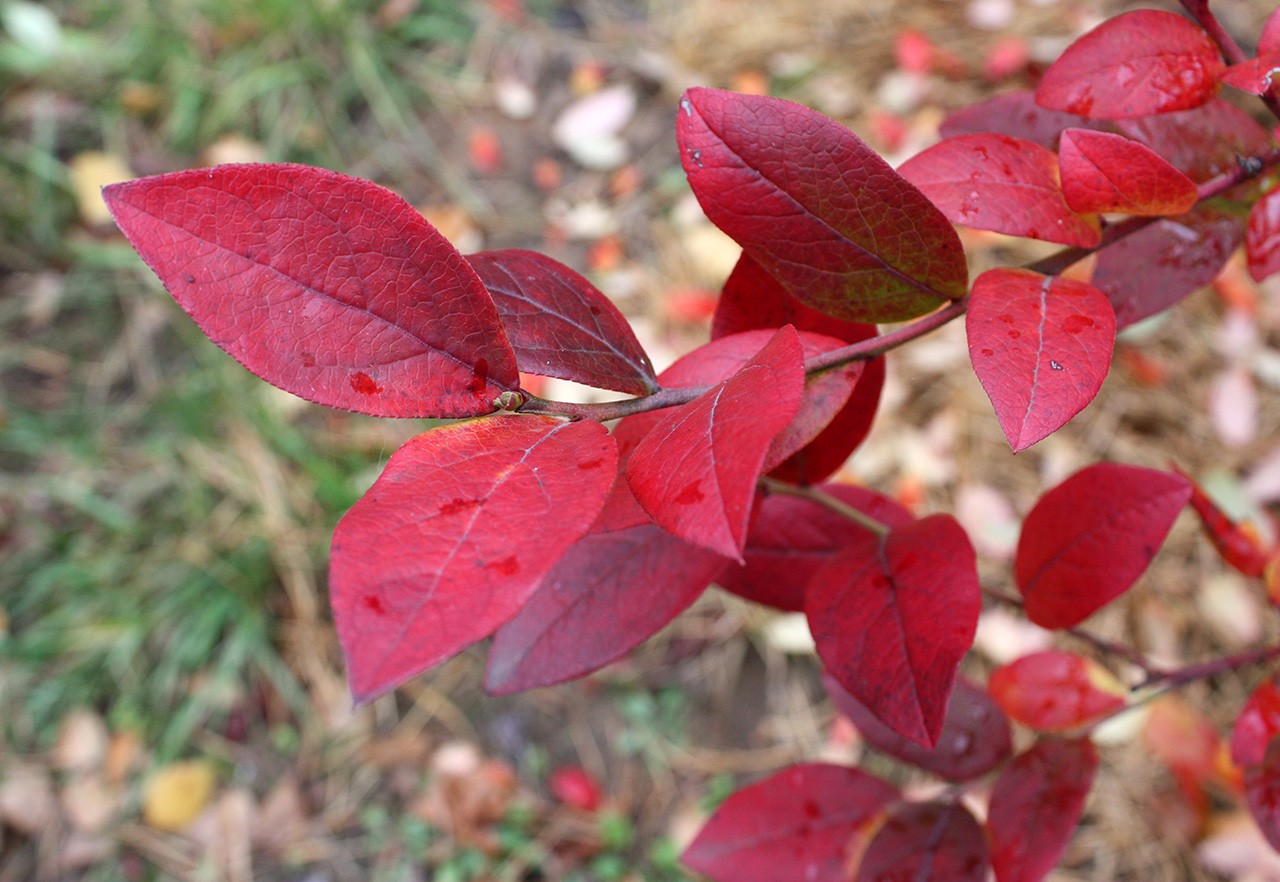 Краснеет листва у голубики: как спасти куст и не остаться без ягод