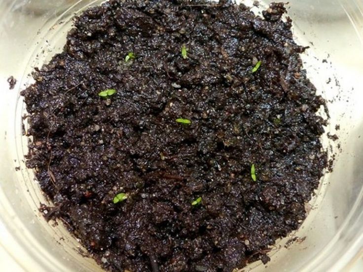 Выращивание эустомы из семян: когда сеять и как не потерять всходы