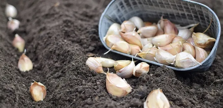 Посадка чеснока под зиму: когда сажать, чтобы головки выросли крупные
