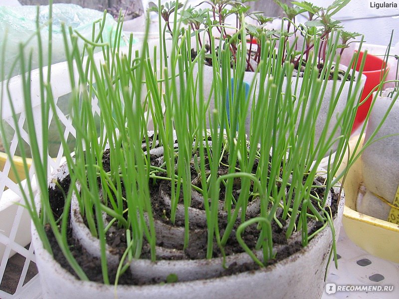 Лук из семян через рассаду: как вырастить головки по полкило