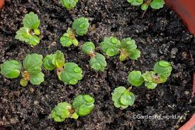 Посев земляники из семян без стратификации: всходы за неделю