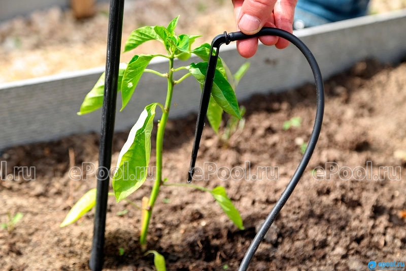 Схема посадки томатов в теплице: как разместить больше кустов без потери урожая