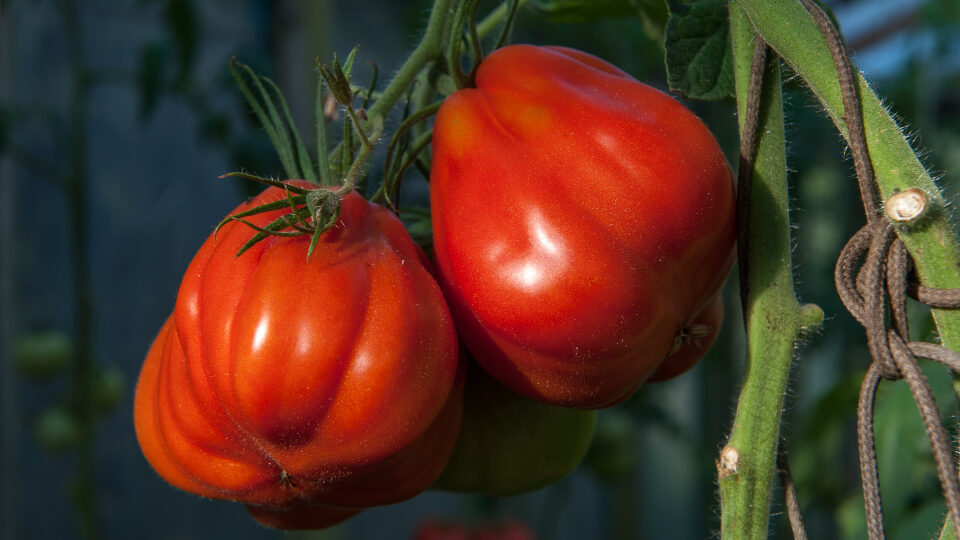 Томат Пузата Хата: большой урожай и вкус, от которого в восторге дети