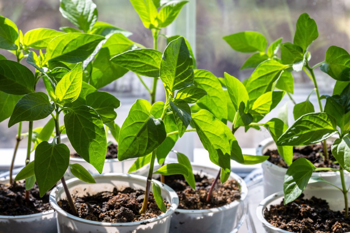 Когда сеять перец на рассаду: как выбрать срок по своим условиям