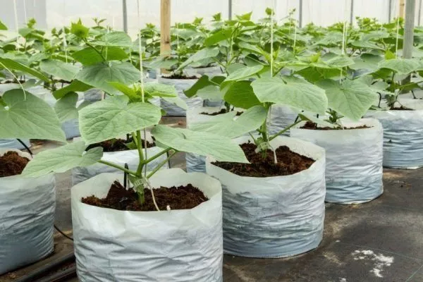 Выращивание огурцов в мешках: простой способ для жаркого лета