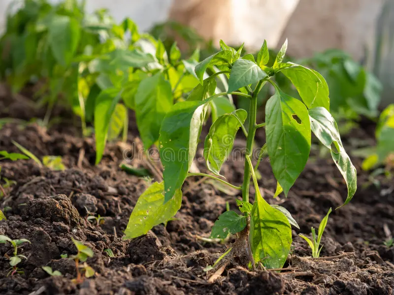 Как вырастить крепкую рассаду перца: бабушкин метод на современный лад