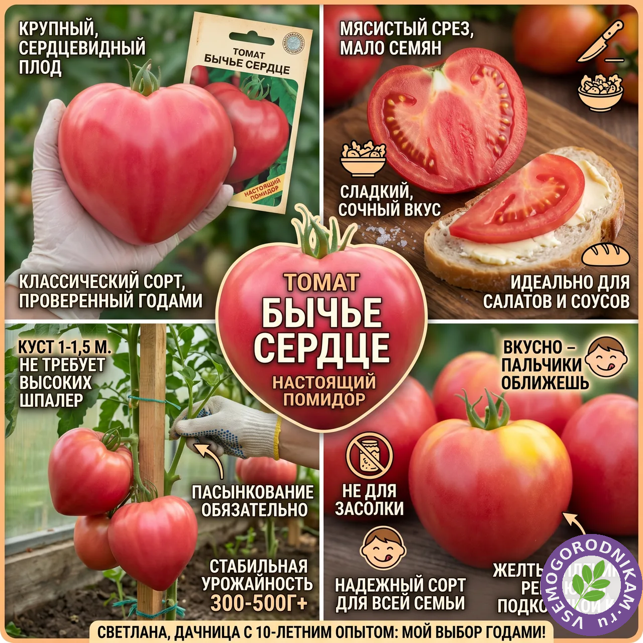 Томат Бычье сердце: старый знакомый, который не сдаёт позиций