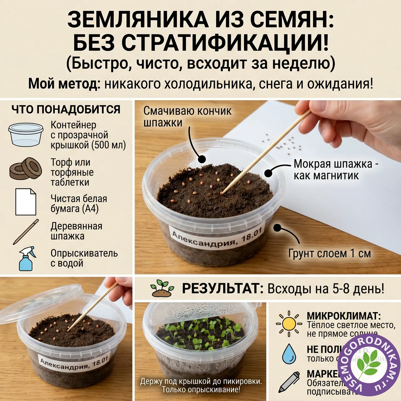 Посев земляники из семян без стратификации: всходы за неделю