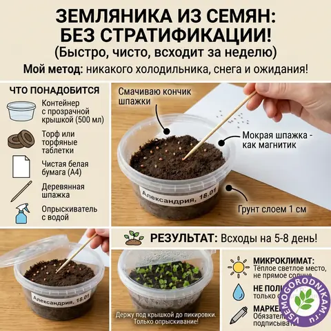 Посев земляники из семян без стратификации: всходы за неделю