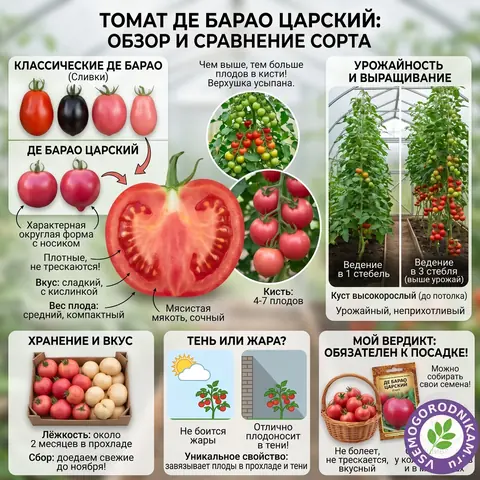 Томат Де Барао Царский: лучший из серии, проверено на моём участке