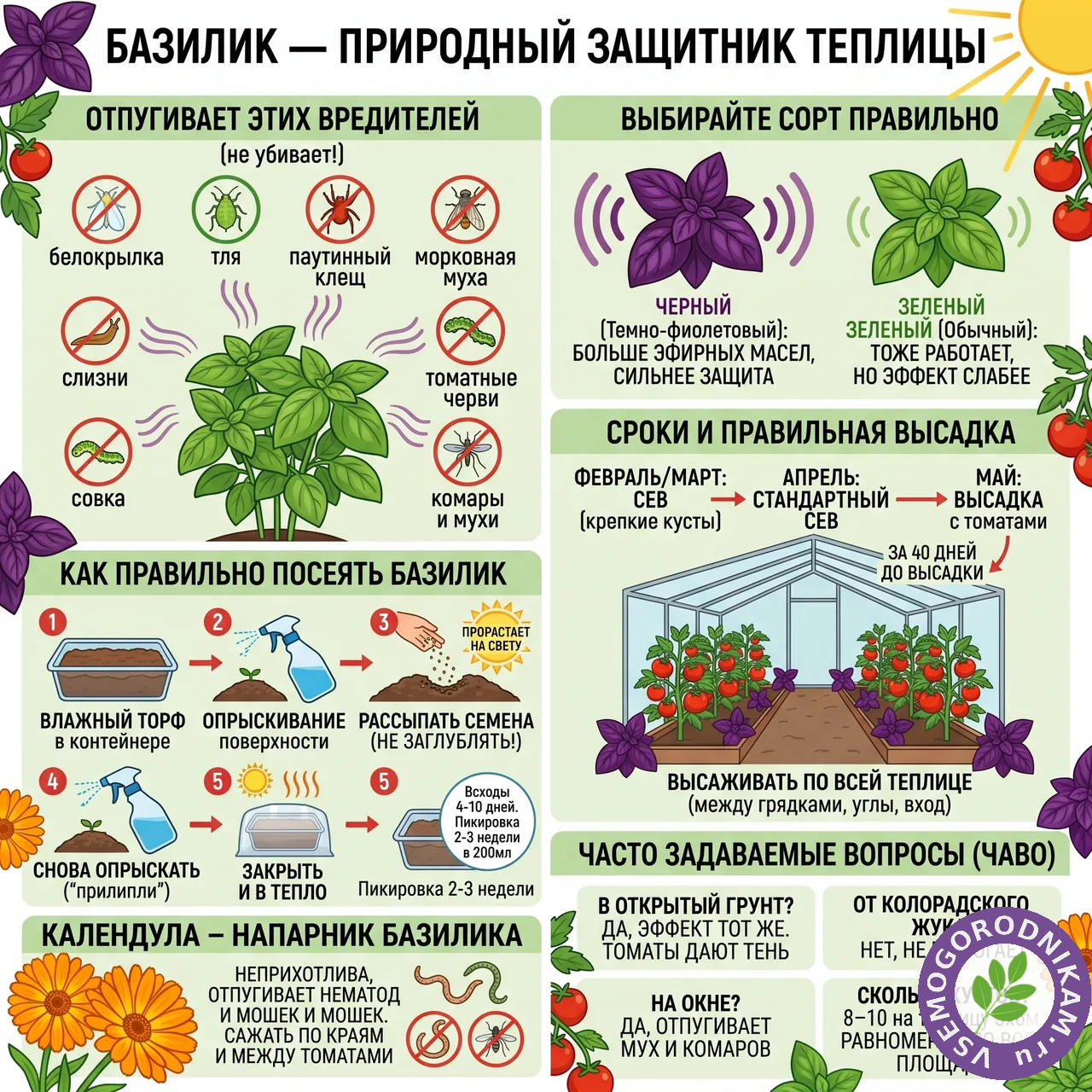 Базилик от вредителей в теплице: простой способ без химии