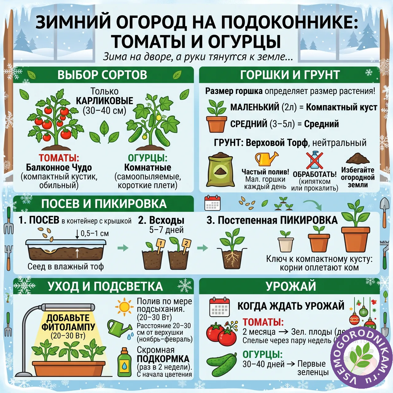 Зимний огород на подоконнике: как вырастить томаты и огурцы дома