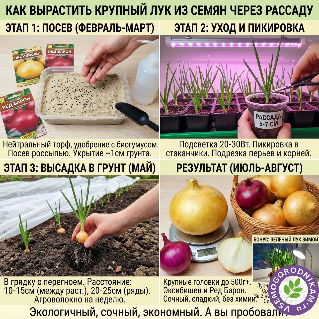 Лук из семян через рассаду: как вырастить головки по полкило