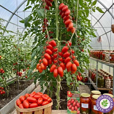 Томат Легенда Тарасенко: лиана, усыпанная сливками для засолки